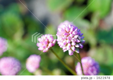 ヒメツルソバの花 1021978