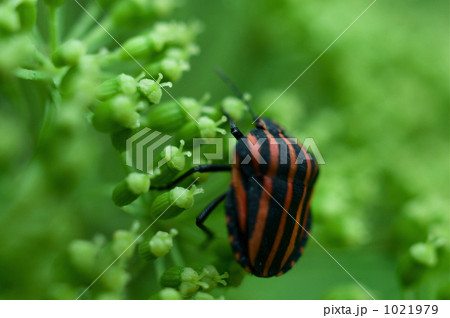 アカスジカメムシ 1021979