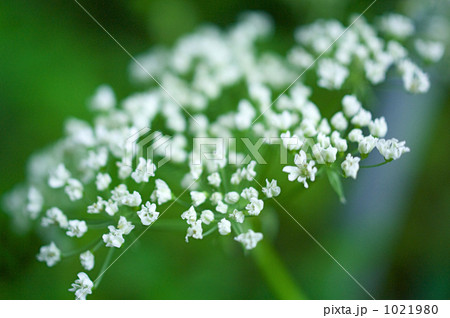 センキュウの花 センキュウの花 1021980
