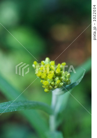 アキノハハコグサの花 1022034