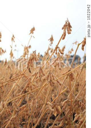 納豆用品種の小粒大豆畑 納豆用品種の小粒大豆畑 1022042