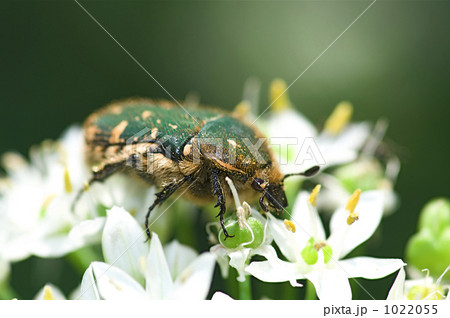 ハナムグリと韮の花 ハナムグリと韮の花 1022055