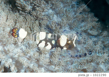 イソギンチャクエビ イソギンチャクエビ 1022290