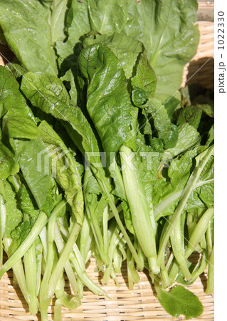 間引きの高菜 1022330