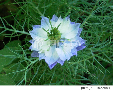 ニゲラ ニゲラ 1022604