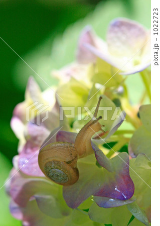 小さな蝸牛とパステルカラーの綺麗な紫陽花 小さな蝸牛とパステルカラーの綺麗な紫陽花 1022723