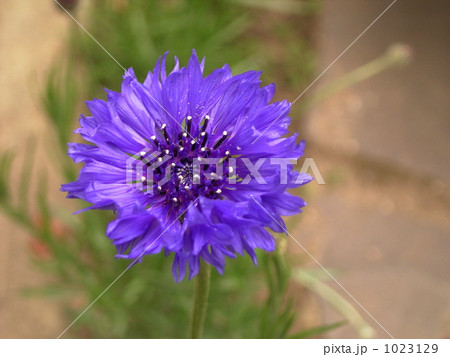 コーンフラワー コーンフラワー 1023129