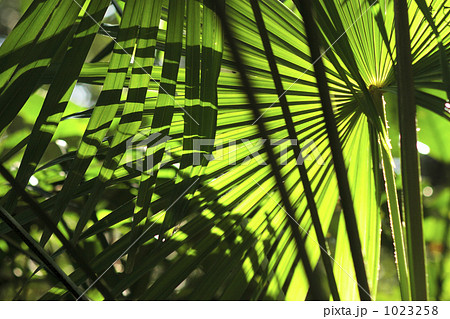 シュロの葉のシルエット シュロの葉のシルエット 1023258