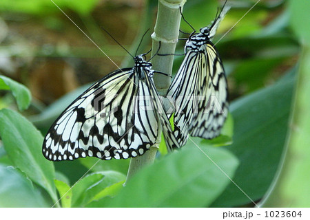 オオゴマダラの交尾 1023604