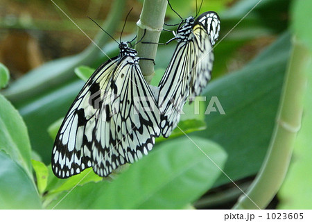 オオゴマダラの交尾 1023605