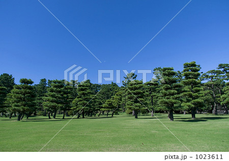 皇居外苑の松林 1023611