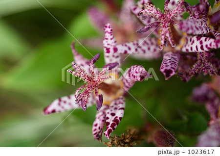 ホトトギスの花 ホトトギスの花 1023617