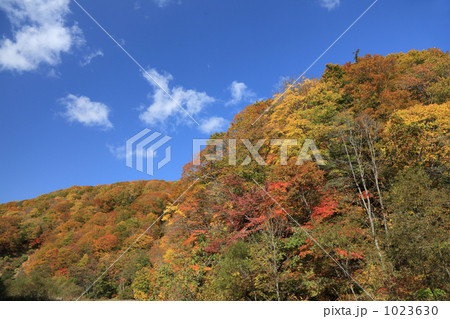 白神山地の紅葉 白神山地の紅葉 1023630