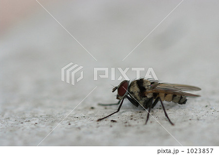 シロオビハリバエ シロオビハリバエ 1023857