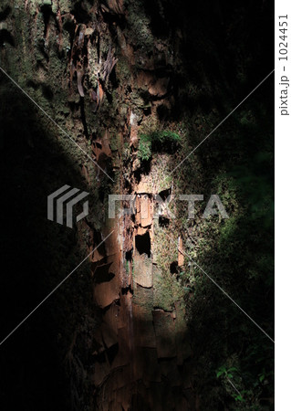 屋久島の木洩れ日 1024451