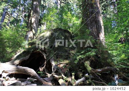 ウィルソン株 ウィルソン株 1024452