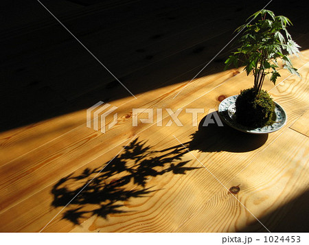 紅葉　大きな影 1024453