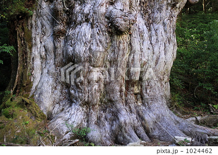 縄文杉 1024462