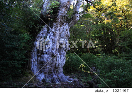 日本最大の杉・縄文杉 1024467