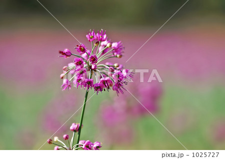 砂丘ラッキョウの花 1025727