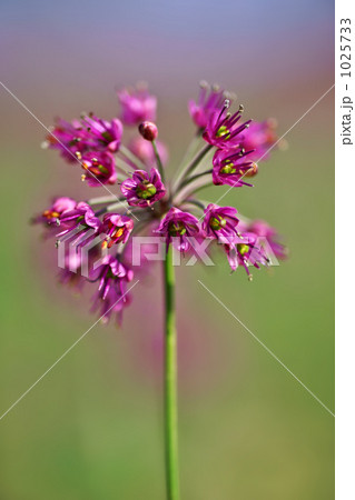 砂丘ラッキョウの花 1025733