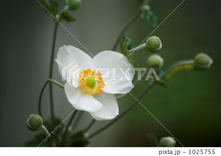 シュウメイギクの花 1025755