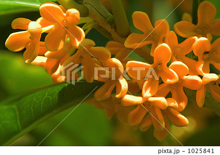 金木犀の花 1025841