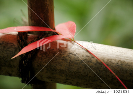垣根の赤い葉 垣根の赤い葉 1025852