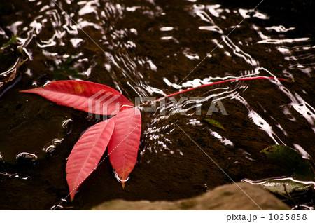 水辺の赤い葉 水辺の赤い葉 1025858