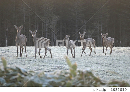 エゾシカ エゾシカ 1025859