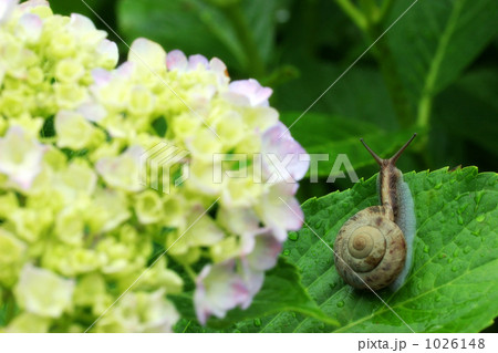 カタツムリ 1026148