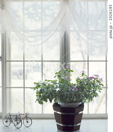 観葉植物 出窓 カーテンの写真素材