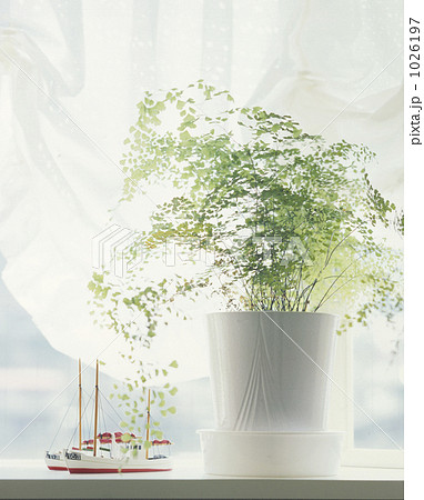 カーテン 出窓 観葉植物の写真素材