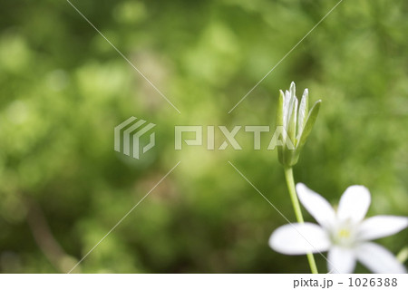 オオアマナの花 1026388