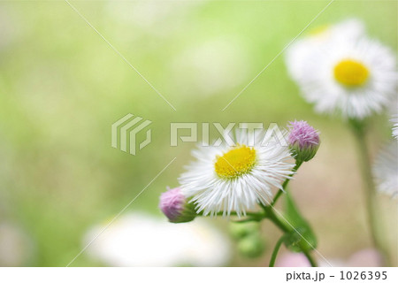 ハルジオンの花 1026395