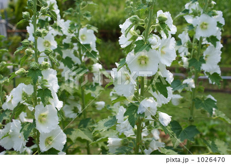 タチアオイの花 1026470