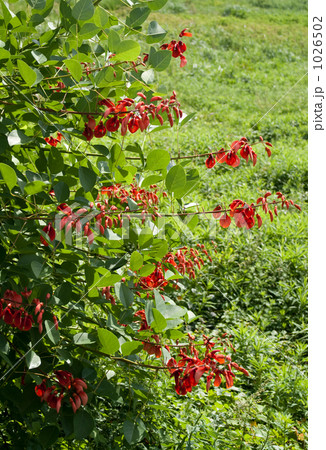 アメリカデイゴの赤い花 1026502
