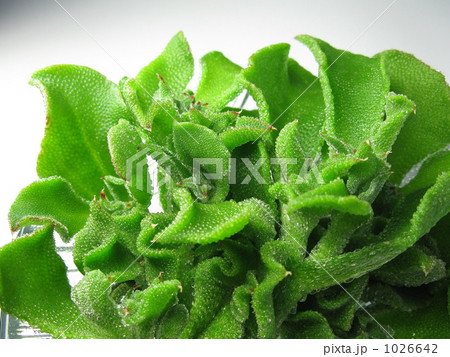 アイスプラント 1026642