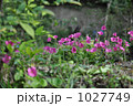 満開のオキザリス 1027749