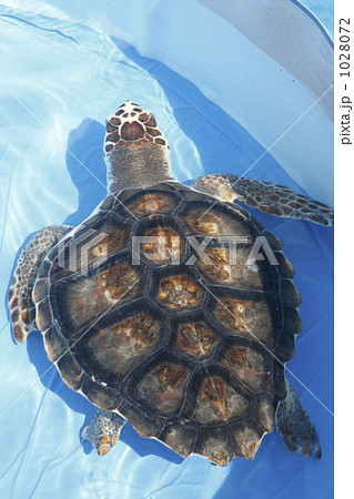 アカウミガメ 1028072