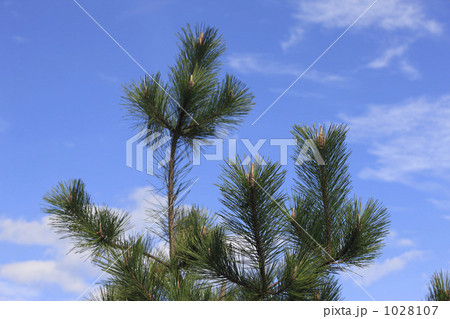 クロマツ 1028107