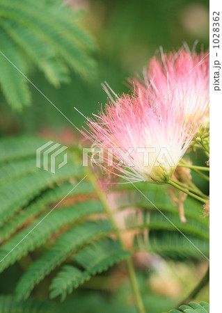 ネムノキの花 1028362