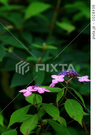 ヤマアジサイの花 ヤマアジサイの花 1028436