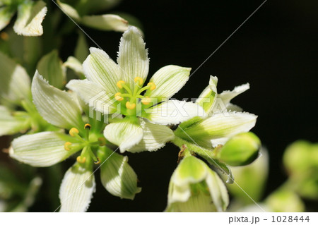バイケイソウの花 1028444