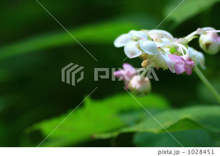 ギンバイソウの花 ギンバイソウの花 1028451