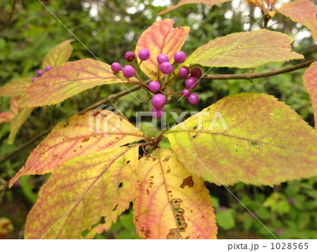 秋の色づき 1028565