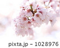 サクラ 1028976