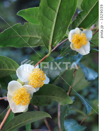 お茶の花 1029039