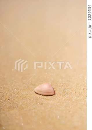 貝殻 西表島 貝殻 西表島 1029534