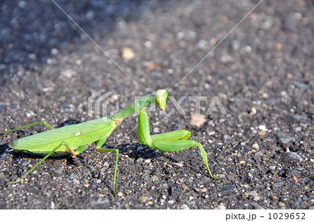 ハラビロカマキリ 1029652